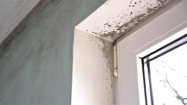 Best Black Mold Remediation in Lliams Bay, WI